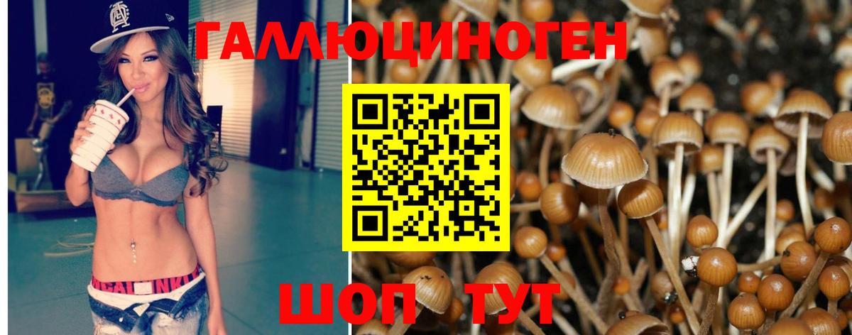 Псилоцибиновые грибы Psilocybe Гуково